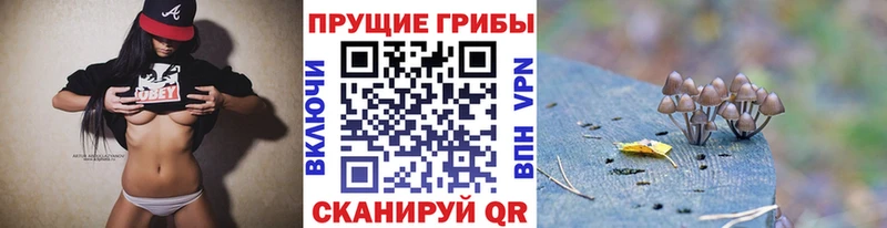 МЕГА вход  закладка  Сураж  Псилоцибиновые грибы мицелий 
